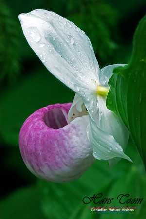 Showy Lady's Slipper Orchid