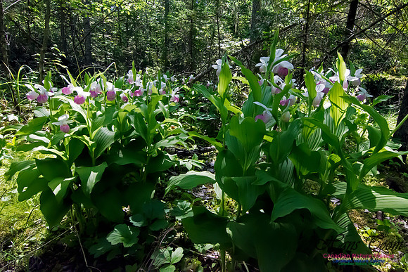 Showy Lady's Slipper Orchid