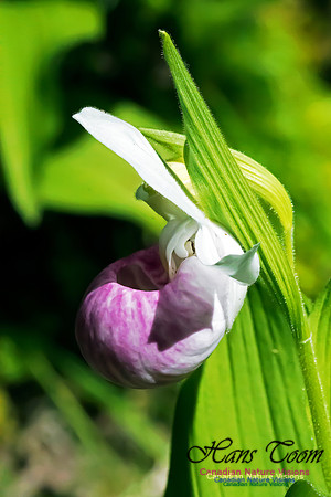 Showy Lady's Slipper Orchid