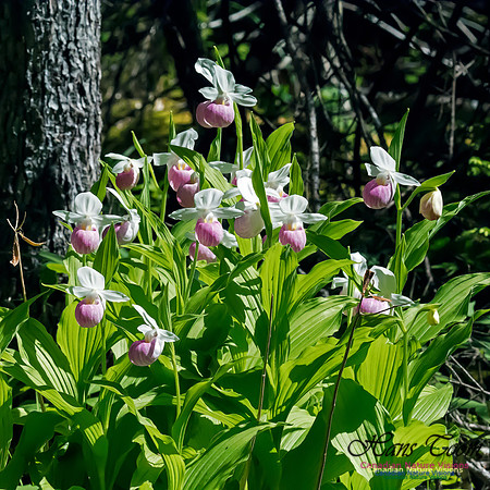 Showy Lady's Slipper Orchid