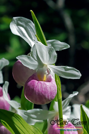 Showy Lady's Slipper Orchid