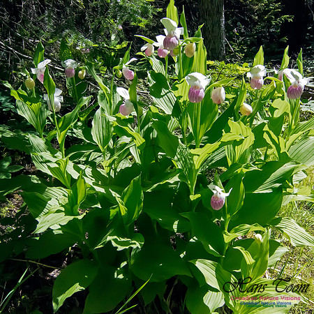 Showy Lady's Slipper Orchid