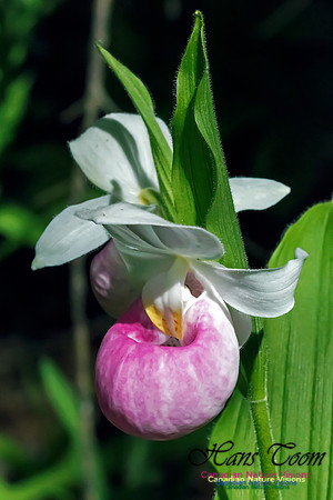 Showy Lady's Slipper Orchid