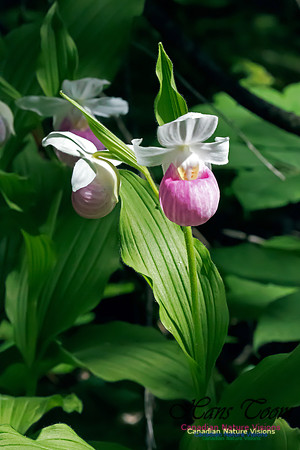Showy Lady's Slipper Orchid