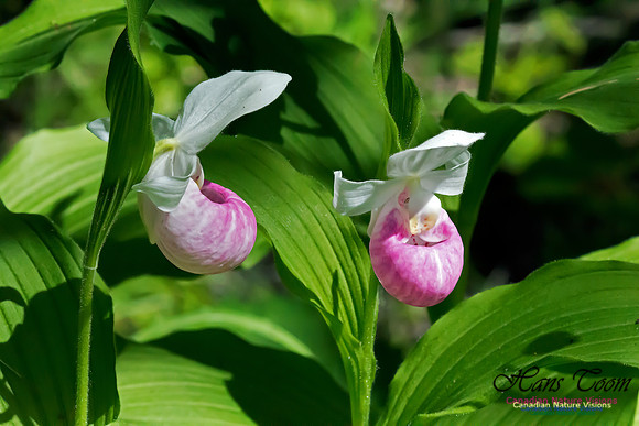 Showy Lady's Slipper Orchid