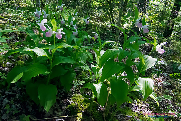 Showy Lady's Slipper Orchid