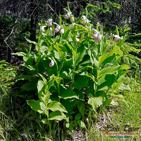 Showy Lady's Slipper Orchid
