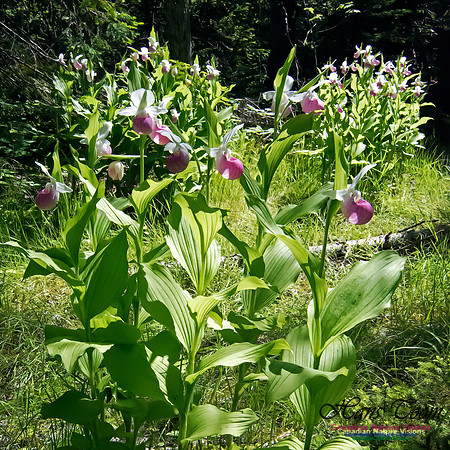 Showy Lady's Slipper Orchid