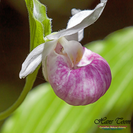 Showy Lady`s Slipper Orchid 2