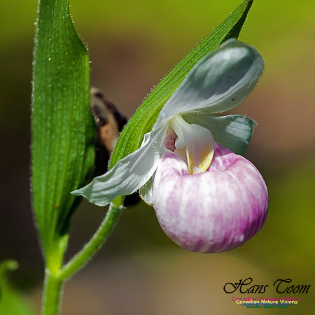 Showy Lady`s Slipper Orchid 4