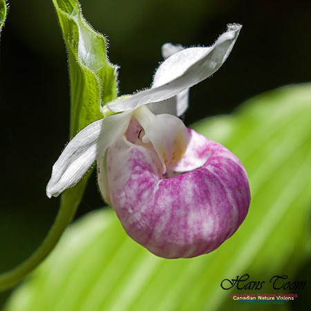 Showy Lady`s Slipper Orchid 3