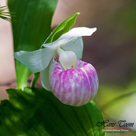 Showy Lady`s Slipper Orchid 1