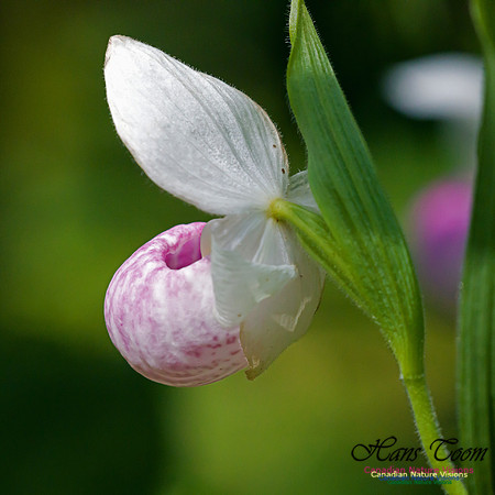 Showy Lady`s Slipper Orchid 5