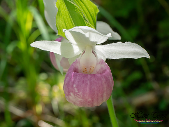 Showy Lady's Slipper Orchid 2018 12