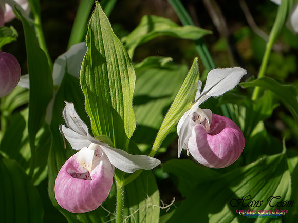 Showy Lady's Slipper Orchid 2018 13