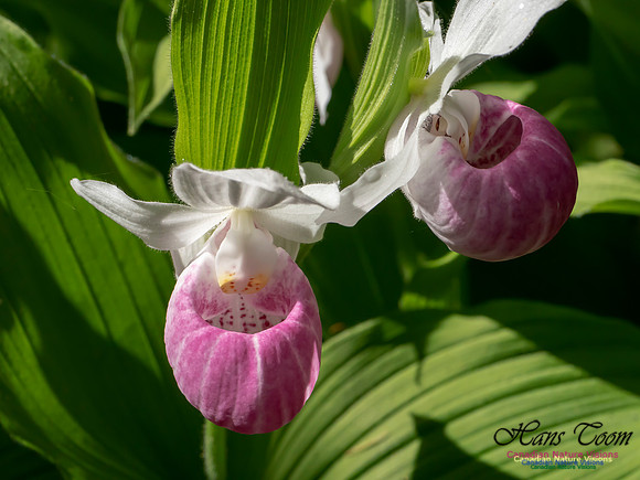 Showy Lady's Slipper Orchid 2018 15