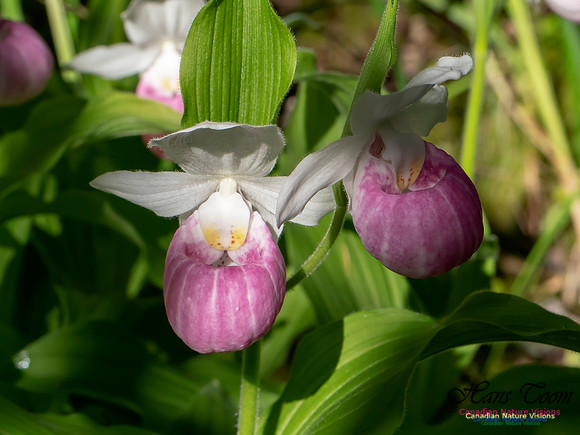 Showy Lady's Slipper Orchid 2018 16