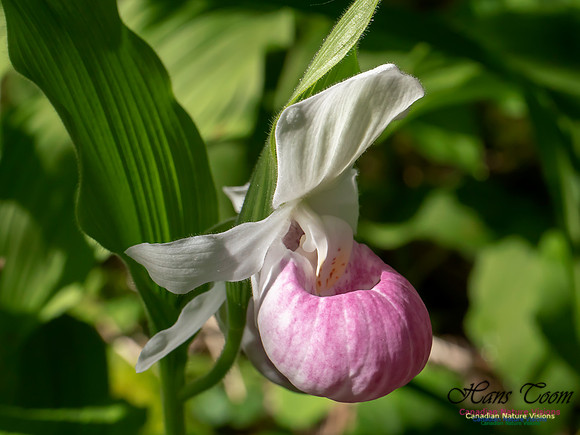 Showy Lady's Slipper Orchid 2018 14