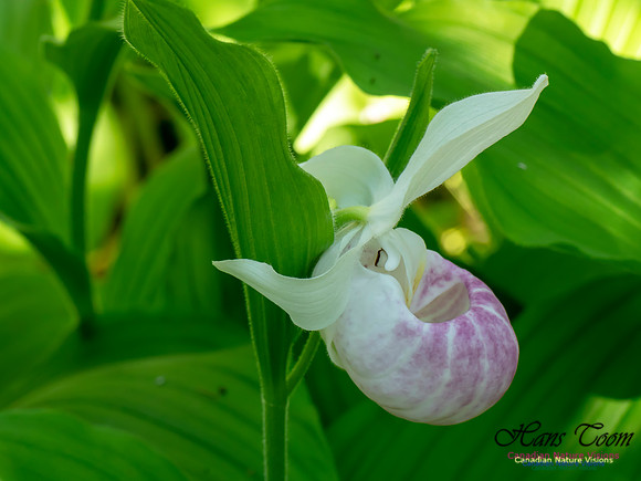 Showy Lady's Slipper Orchid 2018 17
