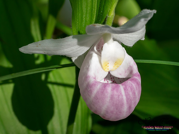 Showy Lady's Slipper Orchid 2018 18