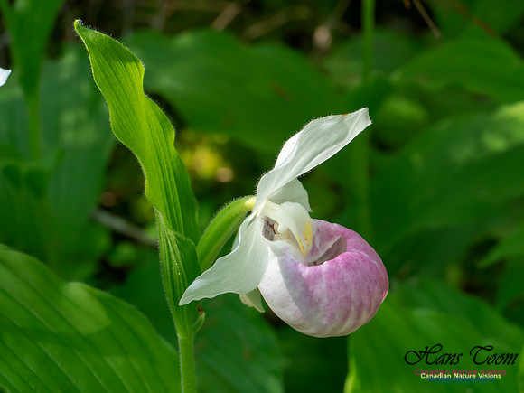 Showy Lady's Slipper Orchid 2018 19