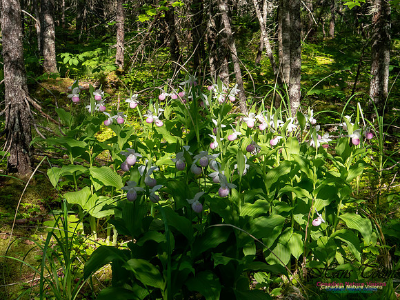 Showy Lady's Slipper Orchid 2018 20