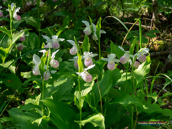 Showy Lady's Slipper Orchid 2018 21