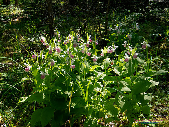 Showy Lady's Slipper Orchid 2018 22