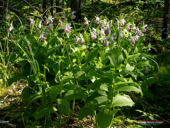 Showy Lady's Slipper Orchid 2018 23