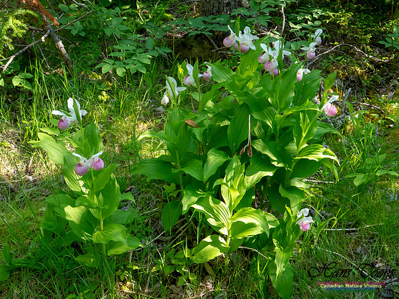 Showy Lady's Slipper Orchid 2018 24