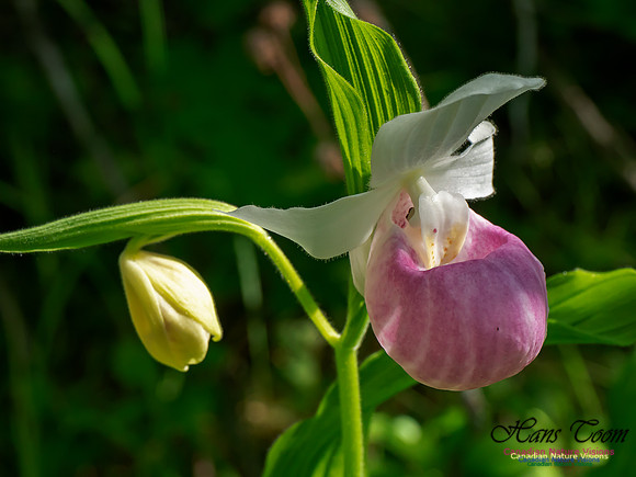 Showy Lady's Slipper Orchid 2018 1