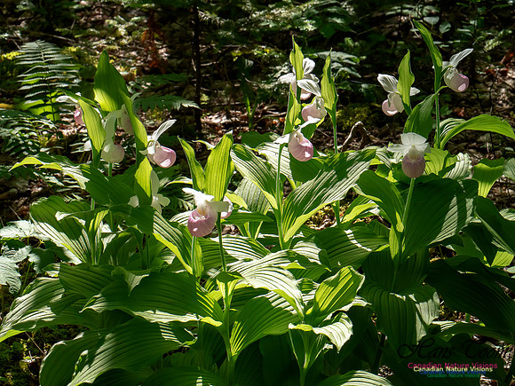 Showy Lady's Slipper Orchid 2018 2