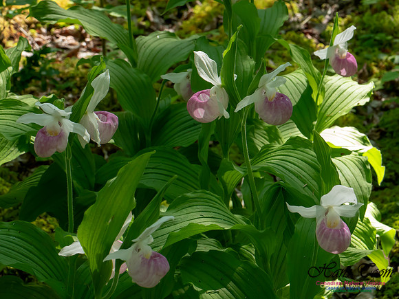 Showy Lady's Slipper Orchid 2018 3
