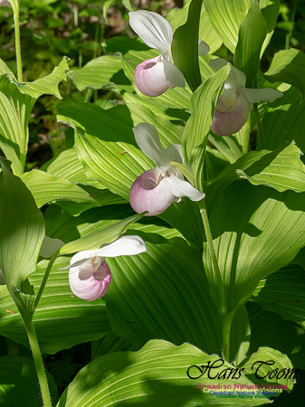 Showy Lady's Slipper Orchid 2018 4