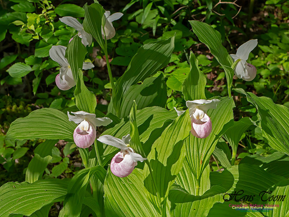 Showy Lady's Slipper Orchid 2018 5