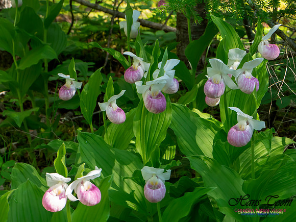 Showy Lady's Slipper Orchid 2018 6