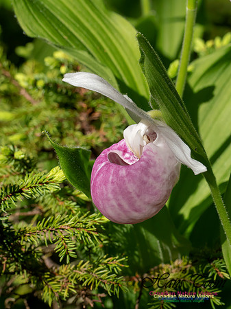 Showy Lady's Slipper Orchid 2018 7