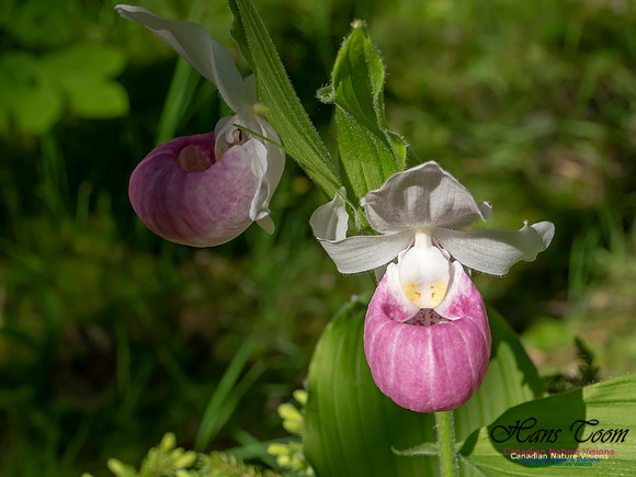 Showy Lady's Slipper Orchid 2018 8