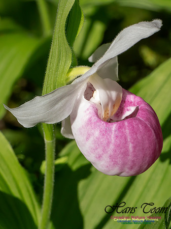 Showy Lady's Slipper Orchid 2018 9
