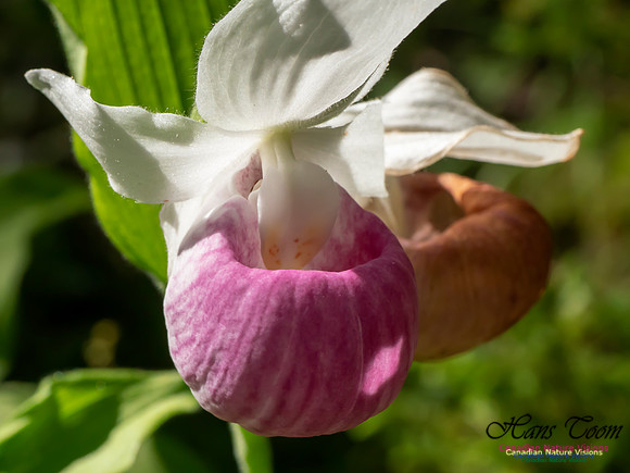 Showy Lady's Slipper Orchid 2018 10