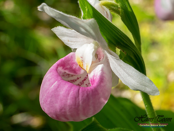 Showy Lady's Slipper Orchid 2018 11
