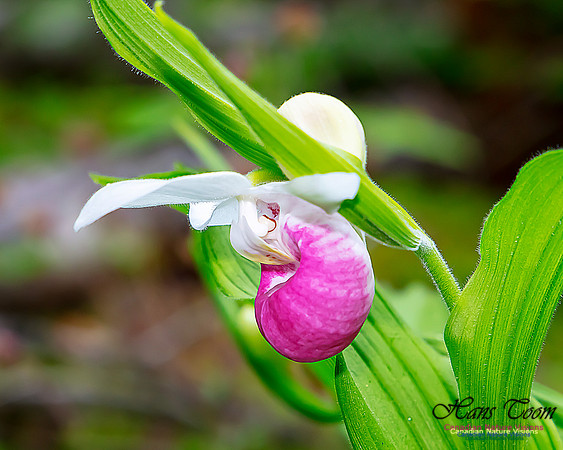 Showy Lady's Slipper Orchid 302