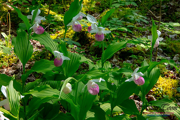 Showy Lady's Slipper Orchid 322