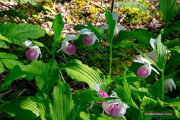 Showy Lady's Slipper Orchid 321