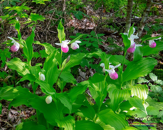 Showy Lady's Slipper Orchid 320