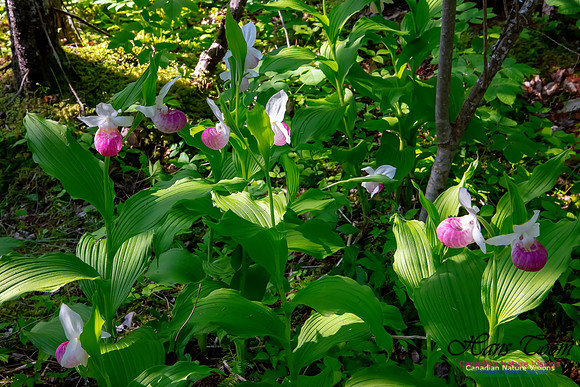 Showy Lady's Slipper Orchid 318