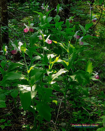 Showy Lady's Slipper Orchid 319