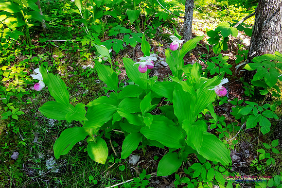 Showy Lady's Slipper Orchid 317