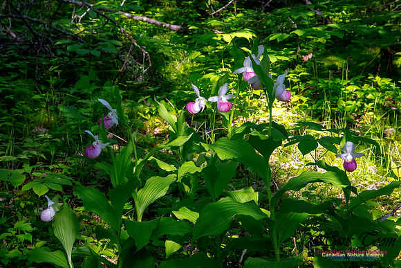 Showy Lady's Slipper Orchid 316