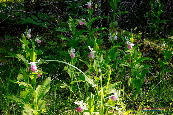 Showy Lady's Slipper Orchid 314